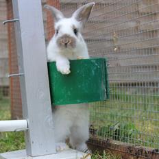 Kanin Dolls Inpavidus Herakles