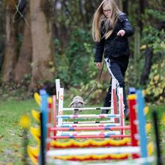 Kanin Selma Power Pil