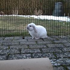 Kanin Jumper De Hermano