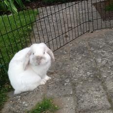 Kanin Jumper De Hermano