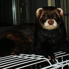 Ilder | Playfull Ferret's Frederik