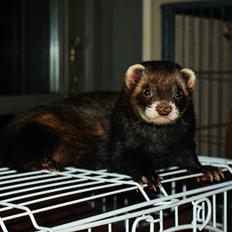 Ilder | Playfull Ferret's Frederik