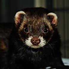 Ilder | Playfull Ferret's Frederik