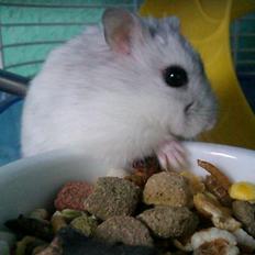 Dværghamster | Molly