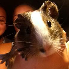 Marsvin Speedy gonsales 