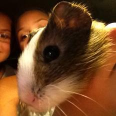 Marsvin Speedy gonsales 