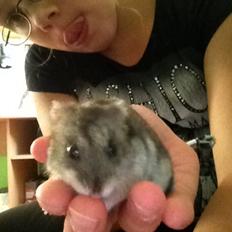Hamster Hektor 
