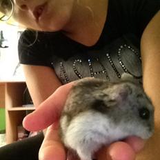 Hamster Hektor 