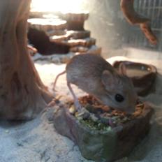 Hestespringer Hopper