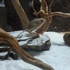 Hestespringer Hopper