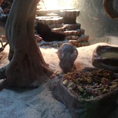 Hestespringer Hopper