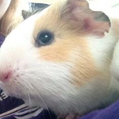 Marsvin Peanut (da hun ligner en lille peanut)