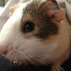 Marsvin Peanut (da hun ligner en lille peanut)