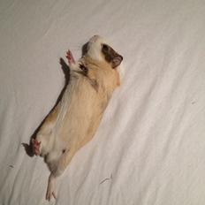 Marsvin Peanut (da hun ligner en lille peanut)