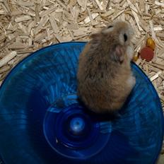 Dværghamster Sputnik's Mathilde*RIP*