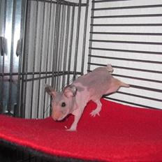 Hamster Pelle