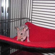Hamster Pelle
