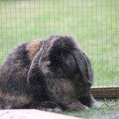 Kanin Kaninbyens Diablo >> Diablo <<