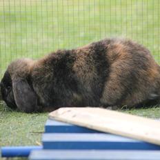 Kanin Kaninbyens Diablo >> Diablo <<