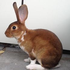 Kanin Ingolf (tidl kanin)