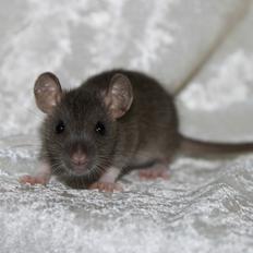 Tamrotte RoyalRatz Elysia