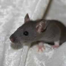 Tamrotte RoyalRatz Elysia