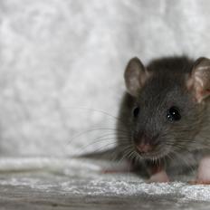 Tamrotte RoyalRatz Elysia