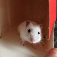 Dværghamster Fister(søsters)