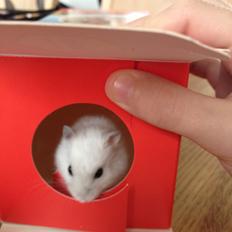 Dværghamster Fister(søsters)