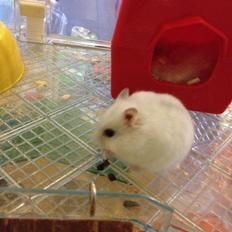 Dværghamster Fister(søsters)