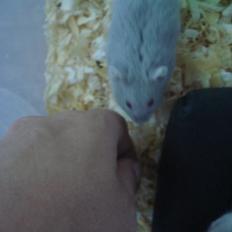 Dværghamster Tusse´s Minerva