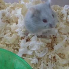 Dværghamster Tusse´s Minerva