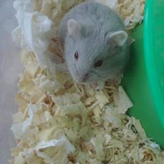 Dværghamster Tusse´s Minerva