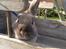 Kanin The Wild Animal