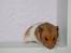 Hamster | Daisy