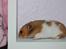 Hamster | Daisy