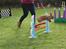 Kanin Elmelys Grand Whoops - Foto: Mette B 