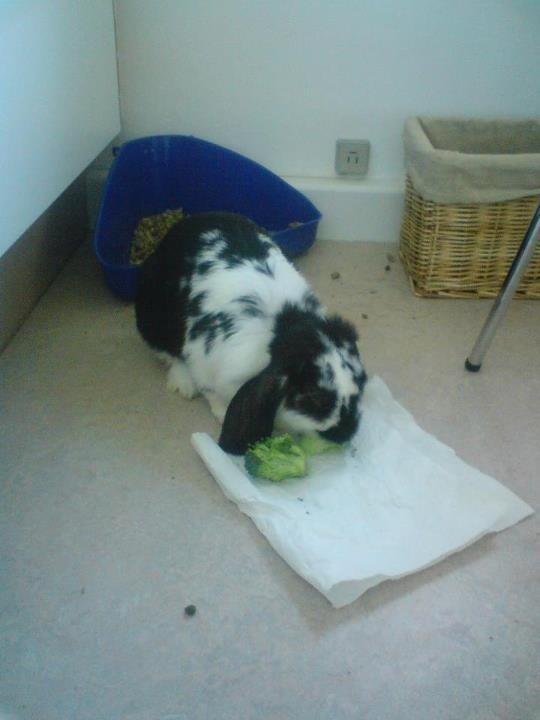 Kanin R.I.P JASMIN billede 1