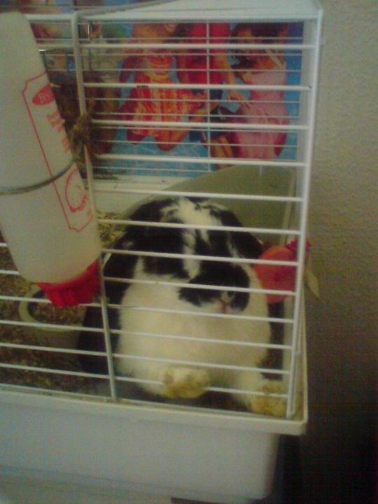 Kanin R.I.P JASMIN billede 5