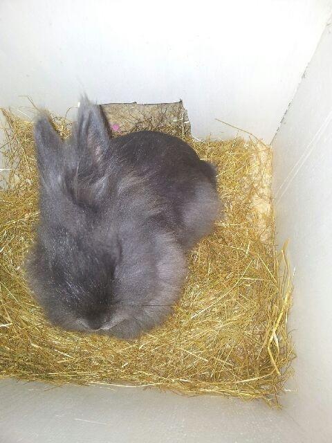 Kanin R.I.P ANASTASIA billede 3