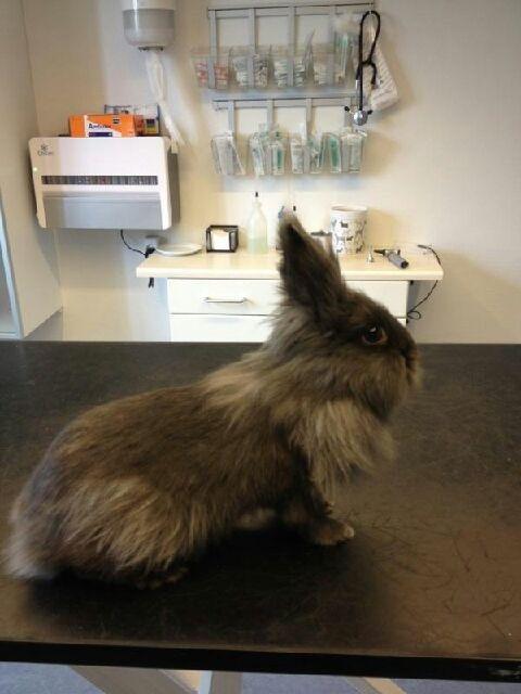 Kanin R.I.P ANASTASIA billede 4