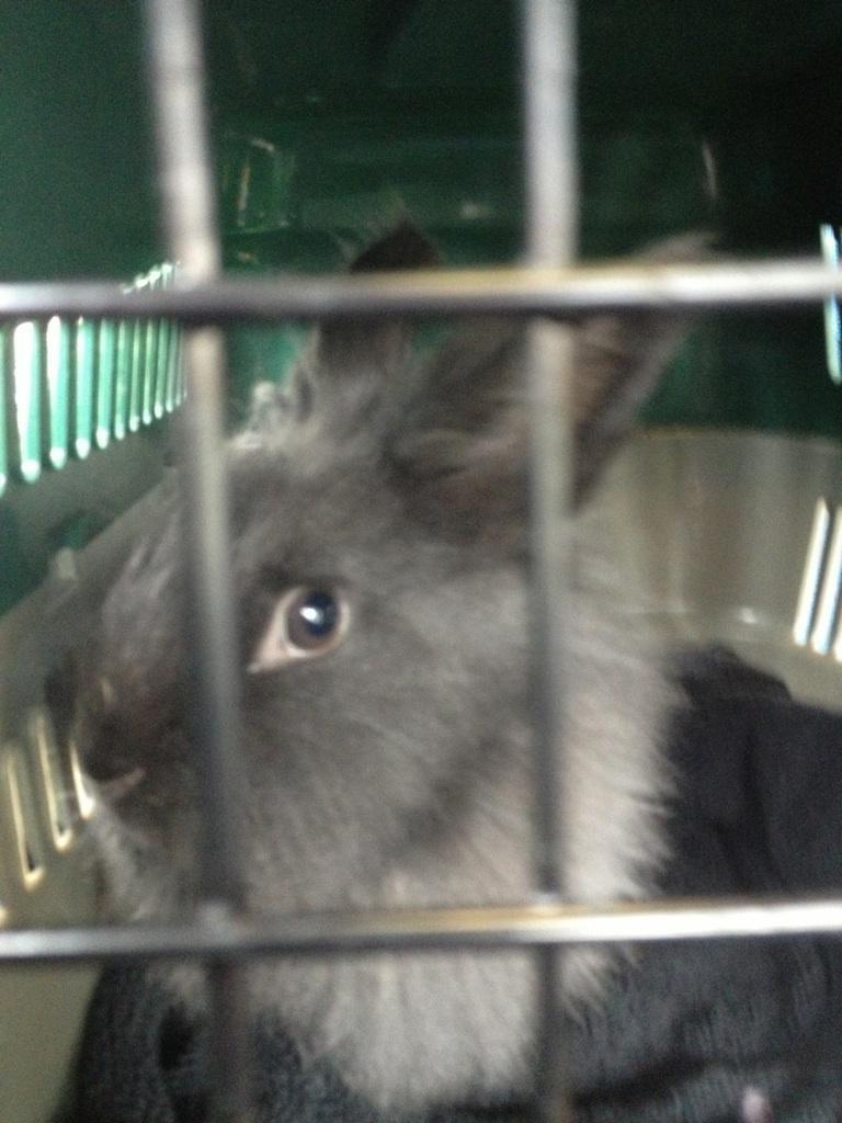 Kanin R.I.P ANASTASIA billede 5