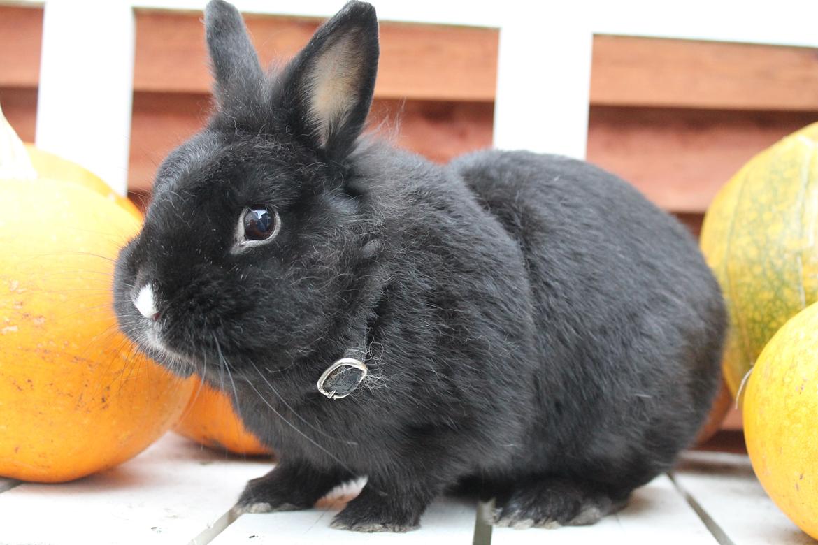 Kanin | Blacky  billede 36