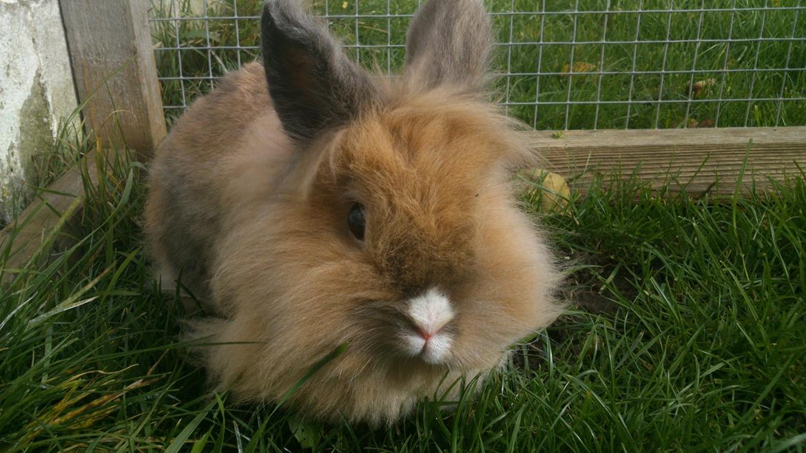 Kanin CervinaGaard's BellaDonna billede 14