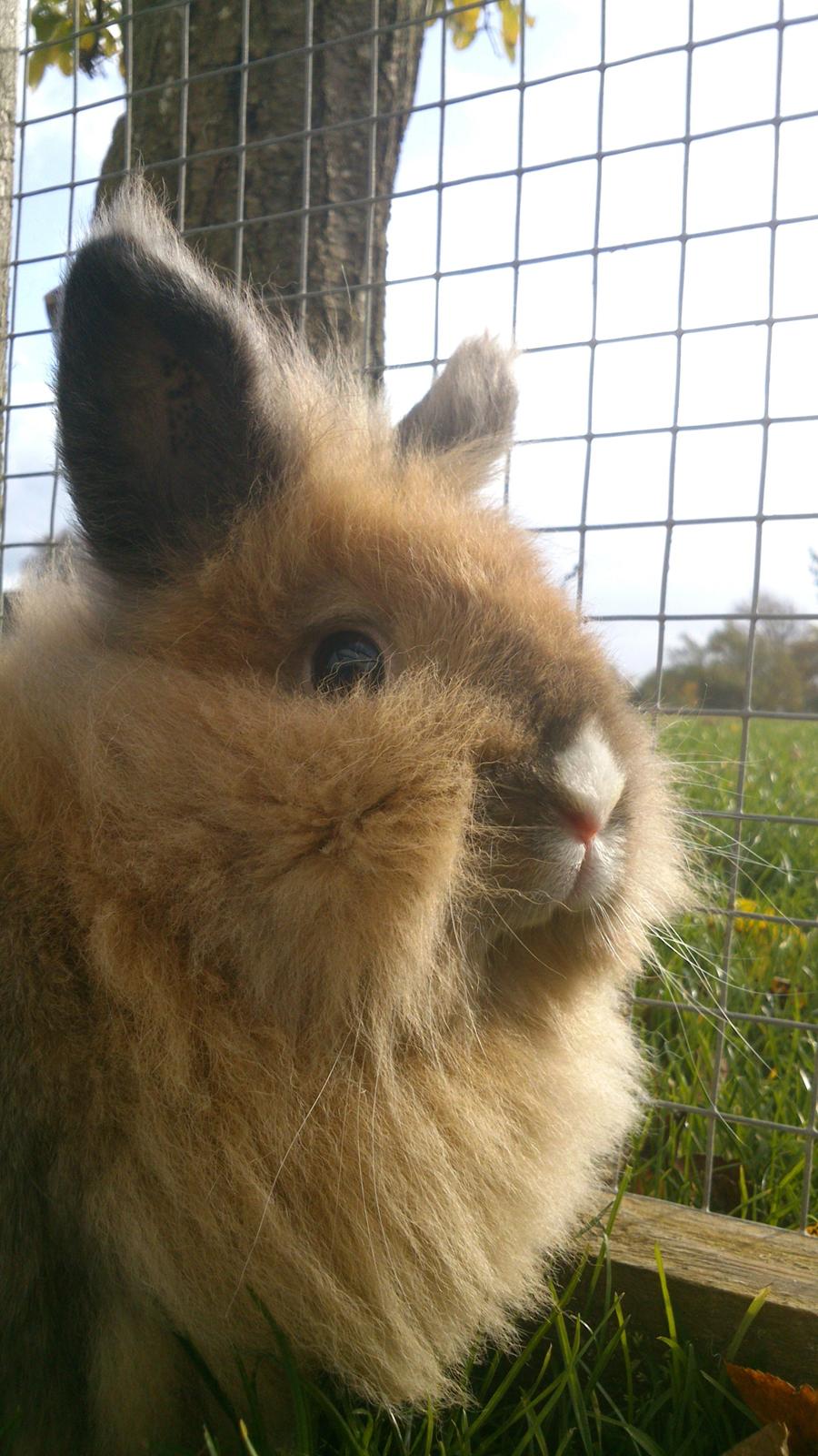 Kanin CervinaGaard's BellaDonna billede 15