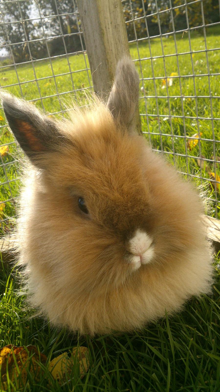 Kanin CervinaGaard's BellaDonna billede 16