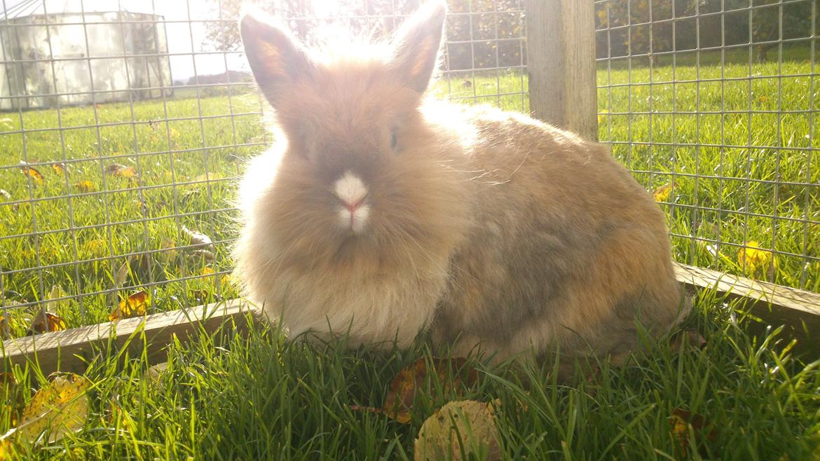 Kanin CervinaGaard's BellaDonna billede 17