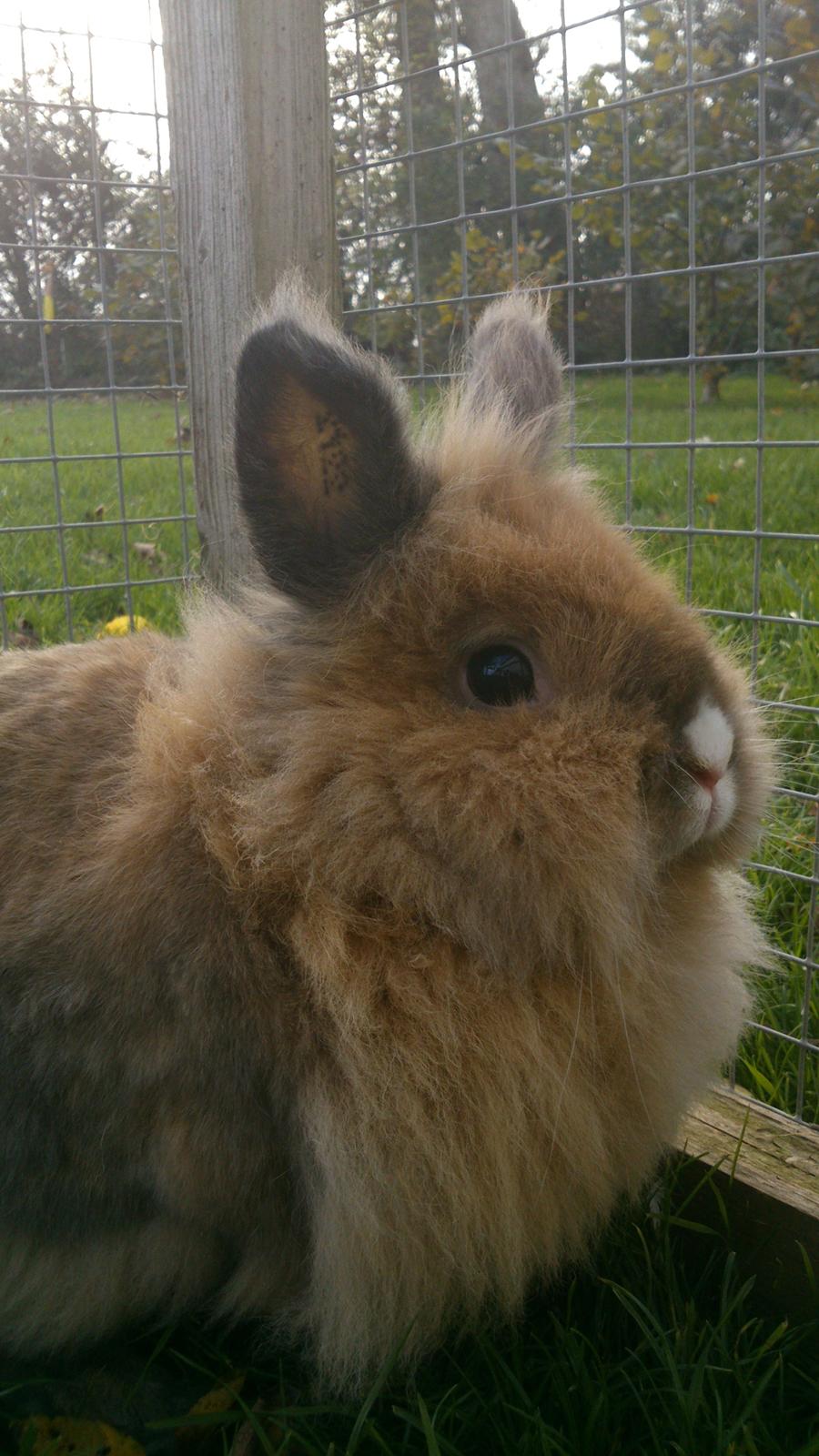 Kanin CervinaGaard's BellaDonna billede 18