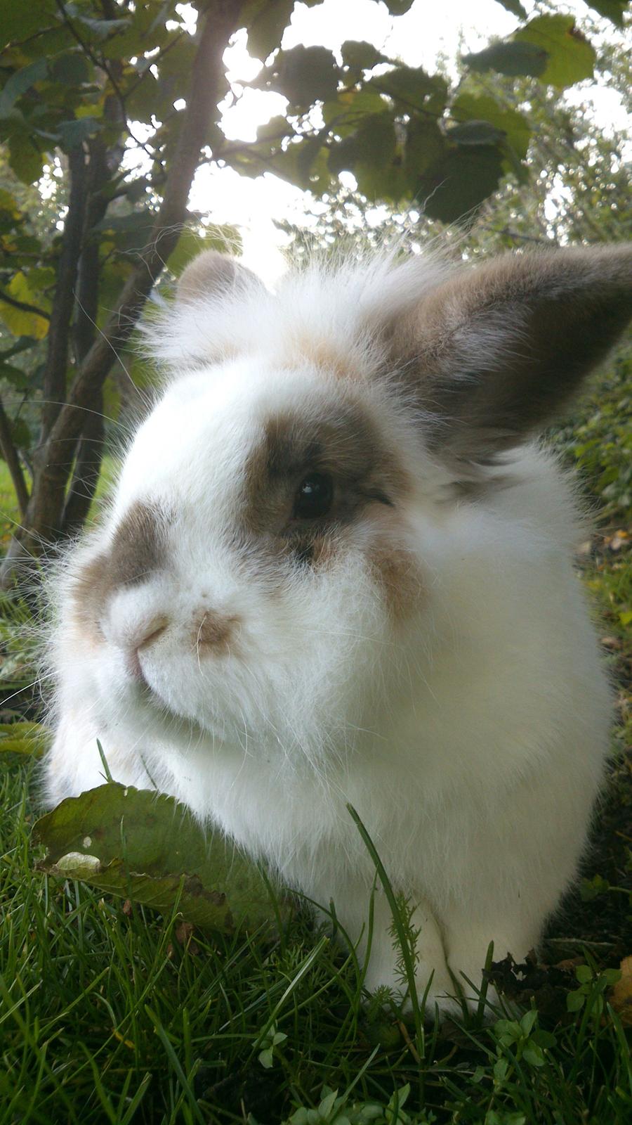 Kanin Nalle billede 21