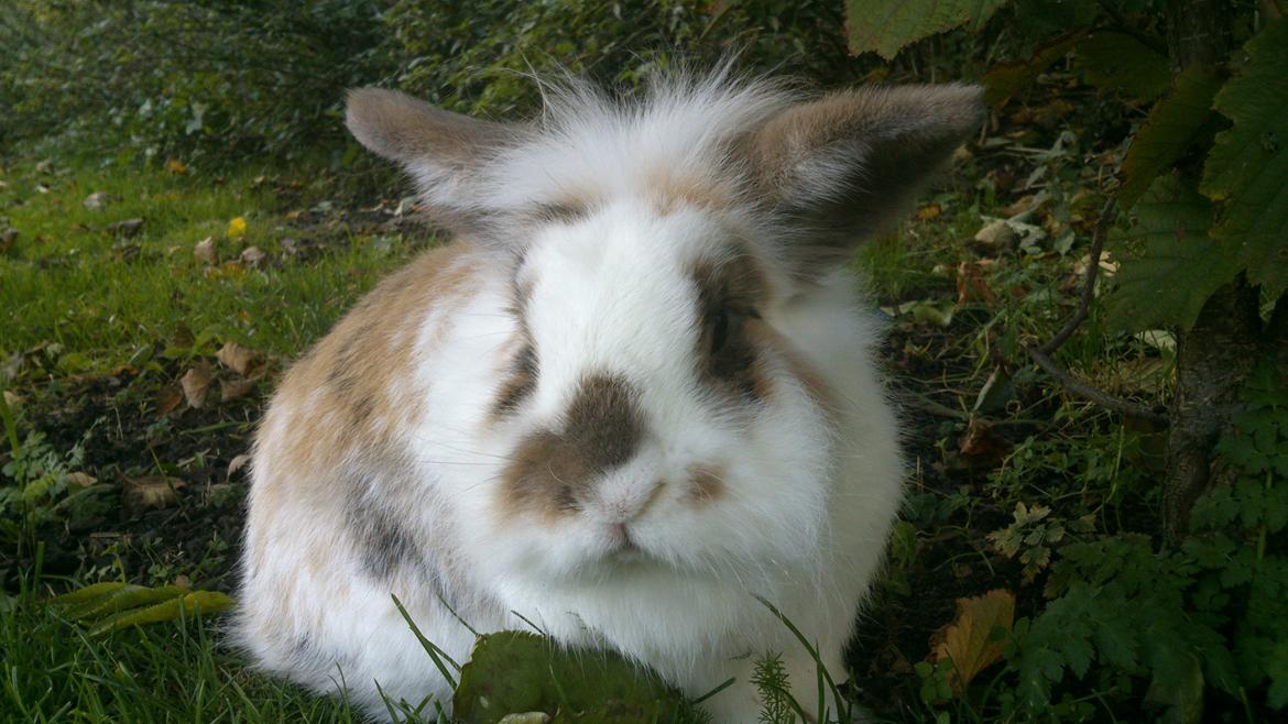 Kanin Nalle billede 22